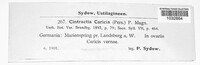 Anthracoidea caricis image